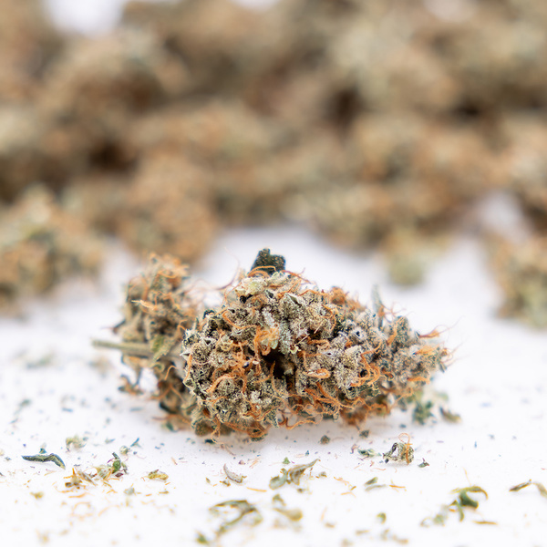 Gush Mintz Auto (Zamnesia Seeds) feminizada