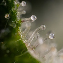 Gush Mintz Auto (Zamnesia Seeds) feminizada