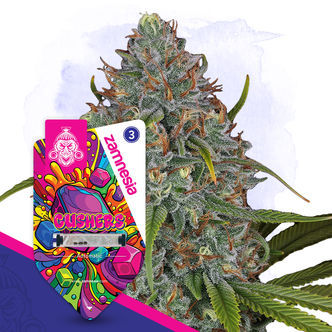 Gushers Automatic (Zamnesia Seeds) feminizada
