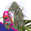 Gushers Automatic (Zamnesia Seeds) feminizada