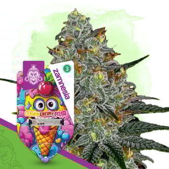 Lemon Cherry Gelato (Zamnesia Seeds) feminizada