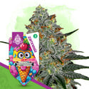 Lemon Cherry Gelato (Zamnesia Seeds) feminizada