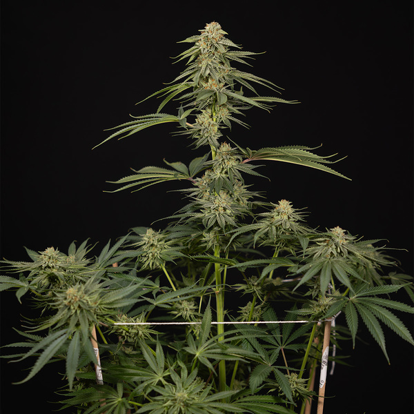 Lemon Cherry Gelato (Zamnesia Seeds) feminizada
