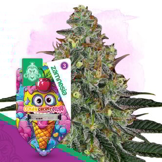 Lemon Cherry Gelato Automatic (Zamnesia Seeds) feminizada