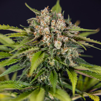 Jet Fuel (Zamnesia Seeds) feminizada