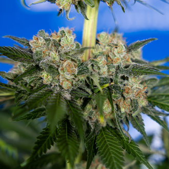 Jet Fuel (Zamnesia Seeds) feminizada