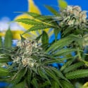 Jet Fuel (Zamnesia Seeds) feminizada
