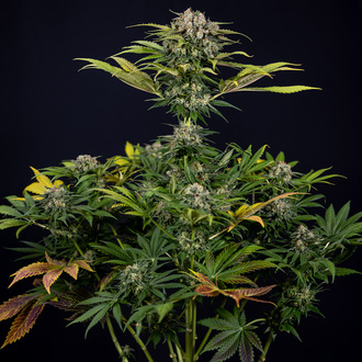 Jet Fuel (Zamnesia Seeds) feminizada
