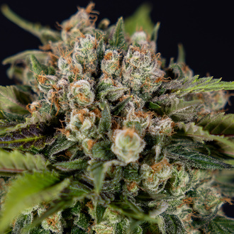 Jet Fuel (Zamnesia Seeds) feminizada