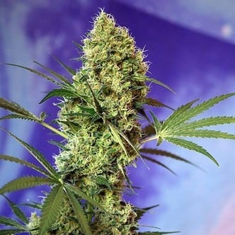 Big Devil Auto (Sweet Seeds) feminizada