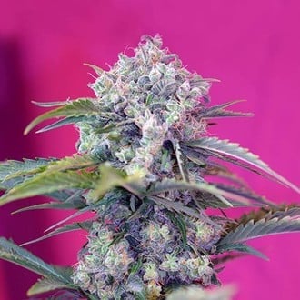 Cream Mandarine Auto (Sweet Seeds) feminizada