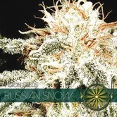 Russian Snow (Vision Seeds) feminizada
