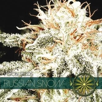 Russian Snow (Vision Seeds) feminizada