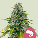 Royal Moby (Royal Queen Seeds) feminizada