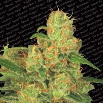 Auto Acid (Paradise Seeds) feminizada