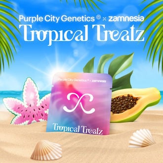 Tropical Treatz (Purple City Genetics x Zamnesia Seeds) feminizada