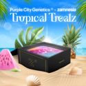 Tropical Treatz (Purple City Genetics x Zamnesia Seeds) feminizada