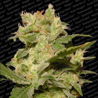 Auto Jack (Paradise Seeds) feminizada