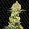 Auto Wappa (Paradise Seeds) feminizada