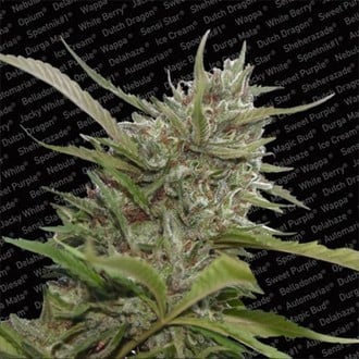 Auto Whiteberry (Paradise Seeds) feminizada