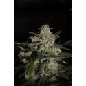 Auto Whiteberry (Paradise Seeds) feminizada