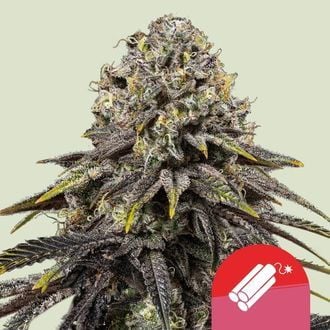 Dynamite Diesel (Royal Queen Seeds) feminizada