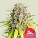 Punch Pie (Royal Queen Seeds) feminizada