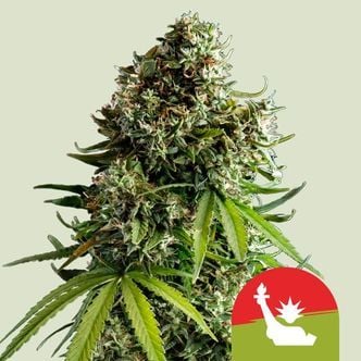NYC Sour D Automatic (Royal Queen Seeds) feminizada