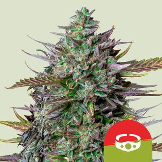 GOAT'lato Automatic (Royal Queen Seeds) Feminizada