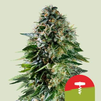 Corkscrew Automatic (Royal Queen Seeds) feminizada