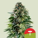 Corkscrew Automatic (Royal Queen Seeds) feminizada