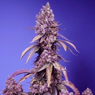 Black Muffin F1 Fast Version (Sweet Seeds) feminizada