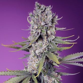 Papaya Zoap F1 Fast Version (Sweet Seeds) feminizada