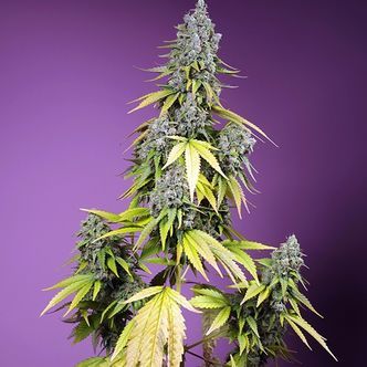 Jet Fuel Mandarine XL Auto (Sweet Seeds) feminizada