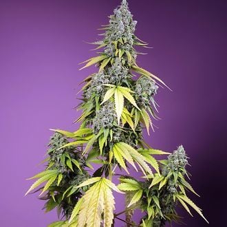 Jet Fuel Mandarine XL Auto (Sweet Seeds) feminizada