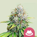 OG Kush (Royal Queen Seeds) feminizada