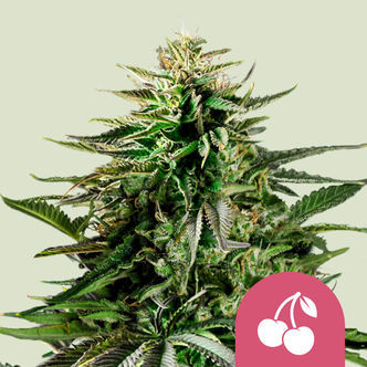 Cherry Pie (Royal Queen Seeds) feminizada