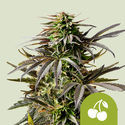 Cherry Pie Automatic (Royal Queen Seeds) feminizada