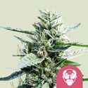 Granddaddy Purple (Royal Queen Seeds) feminizada