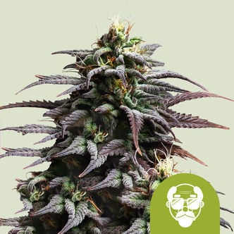 Granddaddy Purple Automatic (Royal Queen Seeds) feminizada