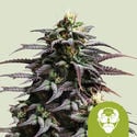 Granddaddy Purple Automatic (Royal Queen Seeds) feminizada