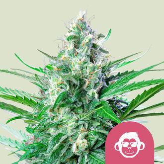 Grape Ape (Royal Queen Seeds) feminizada