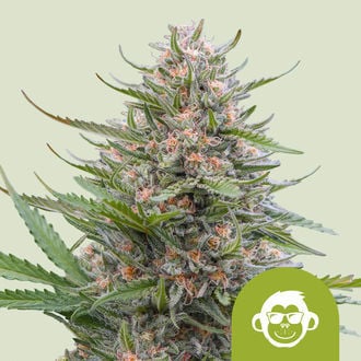 Grape Ape Automatic (Royal Queen Seeds) feminizada