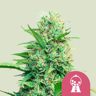 Pink Runtz (Royal Queen Seeds) Feminizada