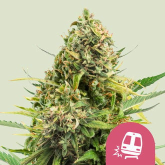 Trainwreck (Royal Queen Seeds) feminizada