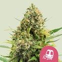 Trainwreck (Royal Queen Seeds) feminizada