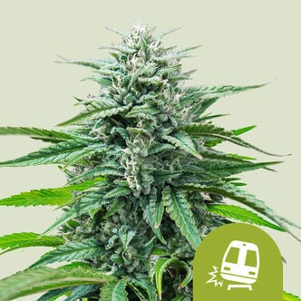 Trainwreck Automatic (Royal Queen Seeds) feminizada