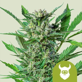 Royal Dwarf Automatic (Royal Queen Seeds) feminizada