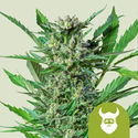 Royal Dwarf (Royal Queen Seeds) feminizada