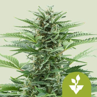 Easy Bud Automatic (Royal Queen Seeds) feminizada